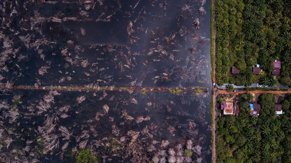 Після осушення торфовища стають більш сприйнятливими до сильних лісових пожеж, створюючи серйозний ризик для дикої природи та людей у ​​регіоні (Автор зображення : Віктор Фіделіс Сентоза)